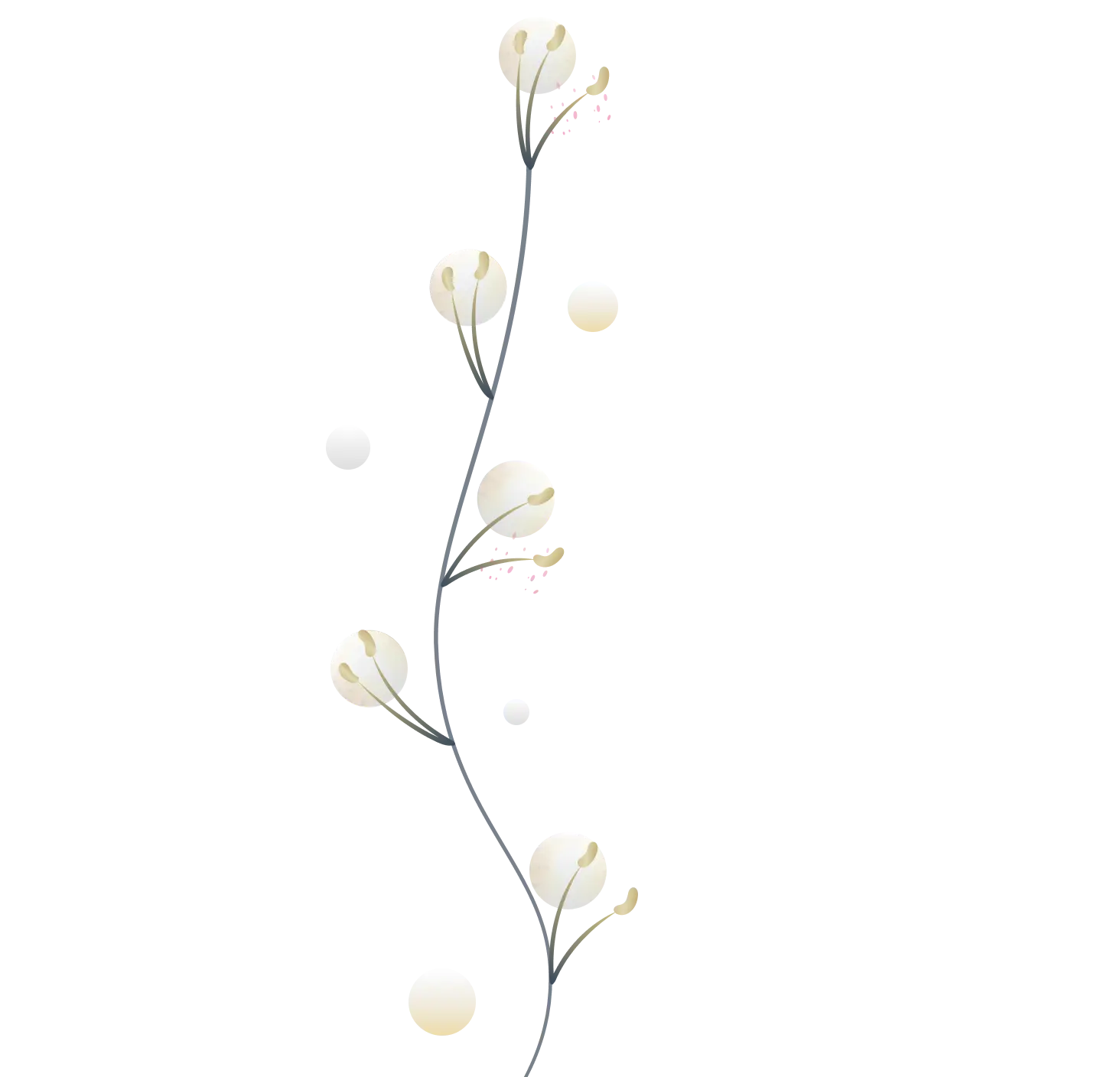 LLOVE Foundation - An image of a lily flower, symbolizing purity